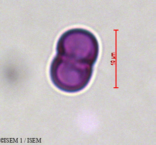 ISEM 1/Cynoglossum_cheirifolium_29273/Cynoglossum_cheirifolium_29273_0001(copy).jpg